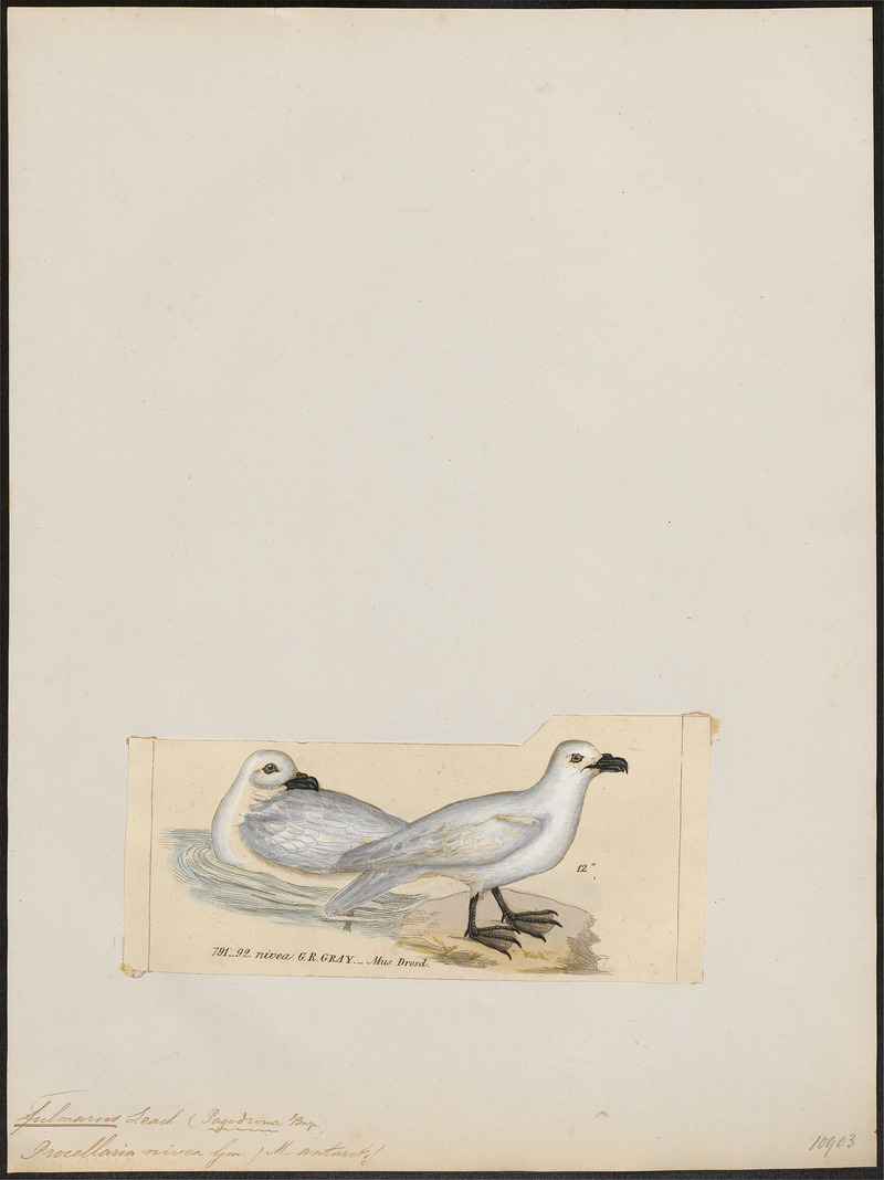 snow petrel (Pagodroma nivea); DISPLAY FULL IMAGE.