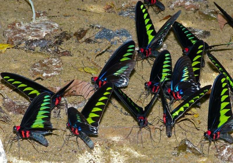 Rajah Brooke's birdwing (Trogonoptera brookiana); DISPLAY FULL IMAGE.