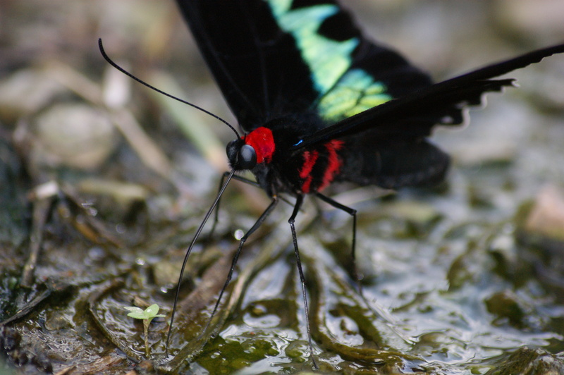 Rajah Brooke's birdwing (Trogonoptera brookiana); DISPLAY FULL IMAGE.