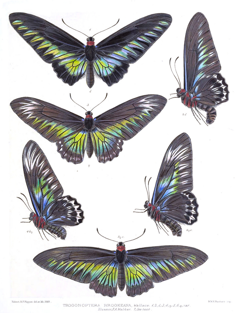 Rajah Brooke's birdwing (Trogonoptera brookiana); DISPLAY FULL IMAGE.