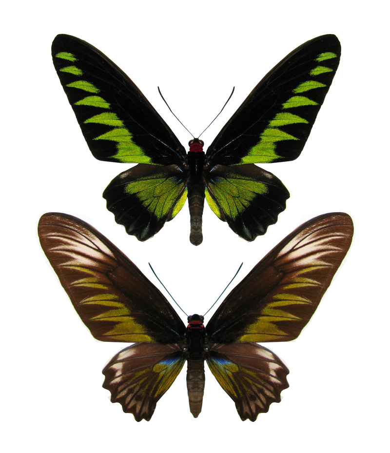 Rajah Brooke's birdwing (Trogonoptera brookiana); DISPLAY FULL IMAGE.