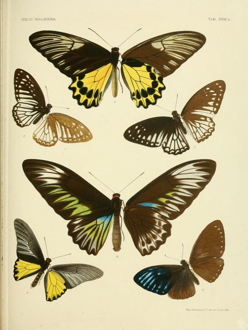 Malay birdwing (Troides amphrysus), Pendlebury's zebra (Graphium ramaceus), Rajah Brooke's birdwing (Trogonoptera brookiana), golden birdwing (Troides rhadamantus), great blue mime (Papilio paradoxa); DISPLAY FULL IMAGE.