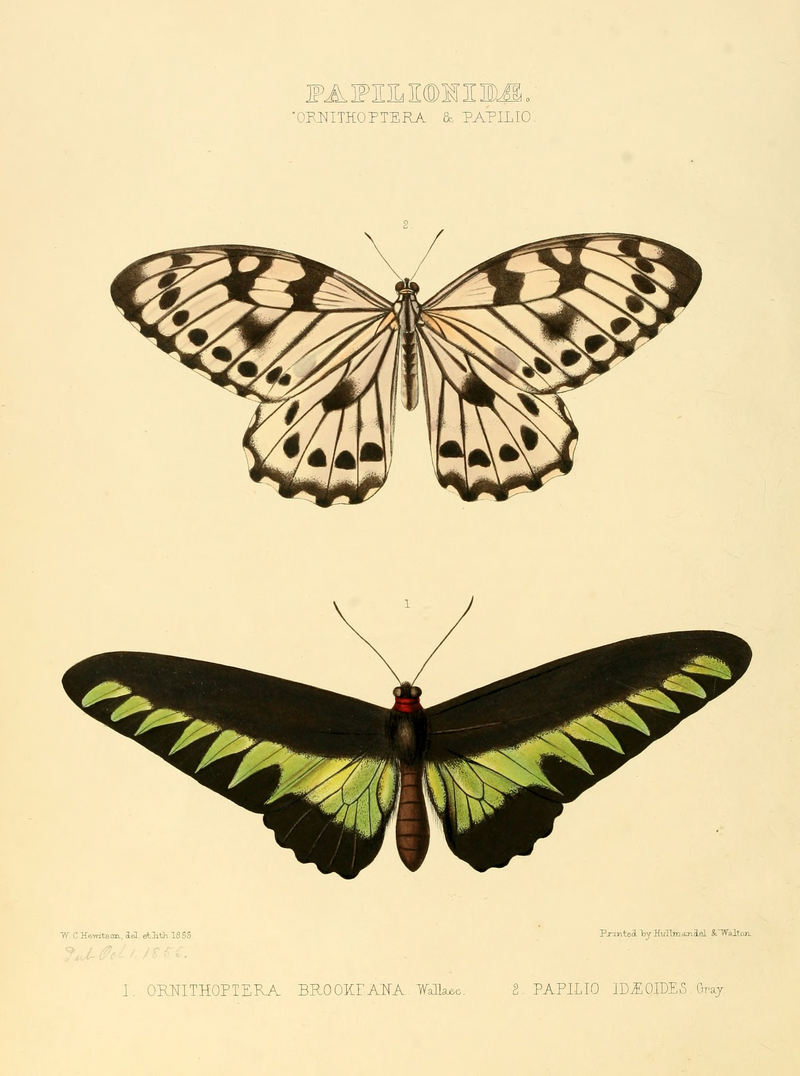 Graphium idaeoides, Rajah Brooke's birdwing (Trogonoptera brookiana); DISPLAY FULL IMAGE.