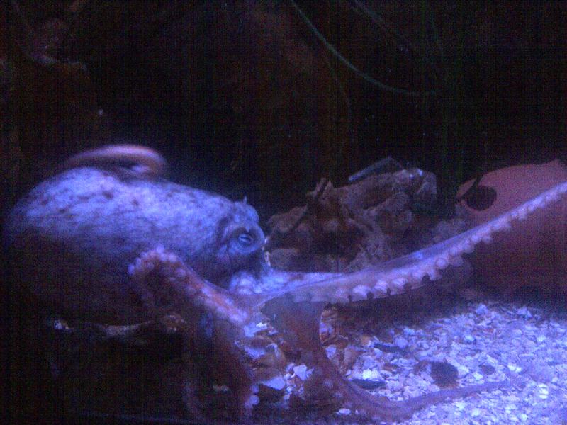 curled octopus (Eledone cirrhosa); DISPLAY FULL IMAGE.