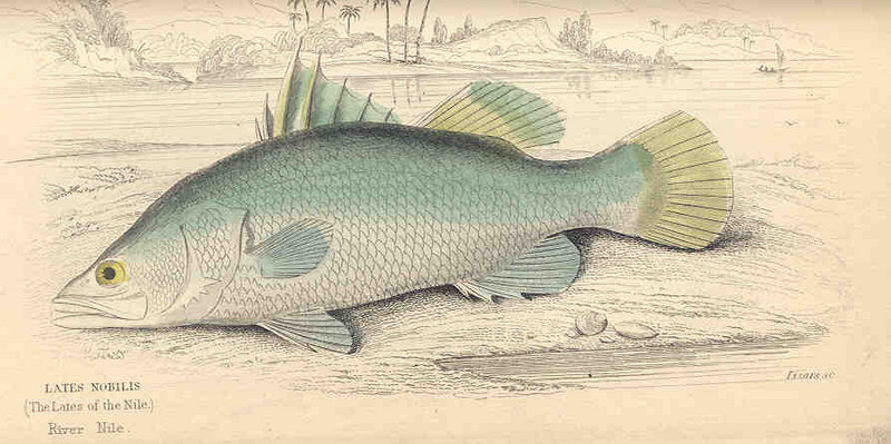 Nile perch (Lates niloticus); DISPLAY FULL IMAGE.