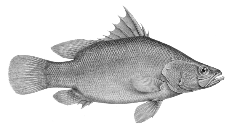 Nile perch (Lates niloticus); DISPLAY FULL IMAGE.