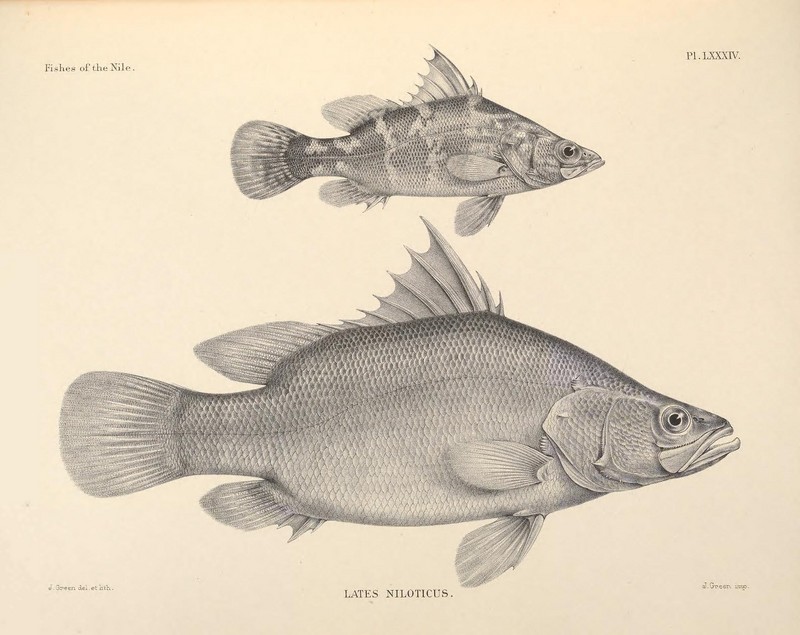 Nile perch (Lates niloticus); DISPLAY FULL IMAGE.