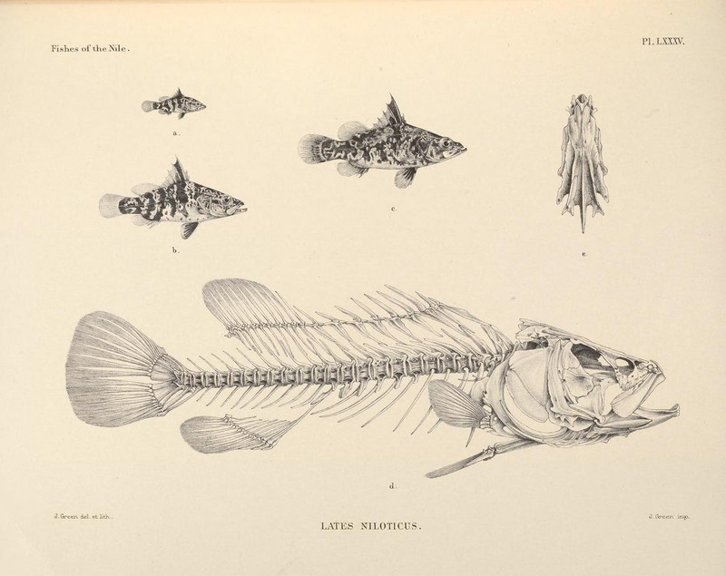 Nile perch (Lates niloticus); DISPLAY FULL IMAGE.