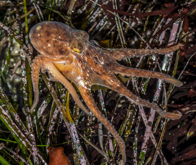 East Pacific red octopus, ruby octopus (Octopus rubescens); DISPLAY FULL IMAGE.