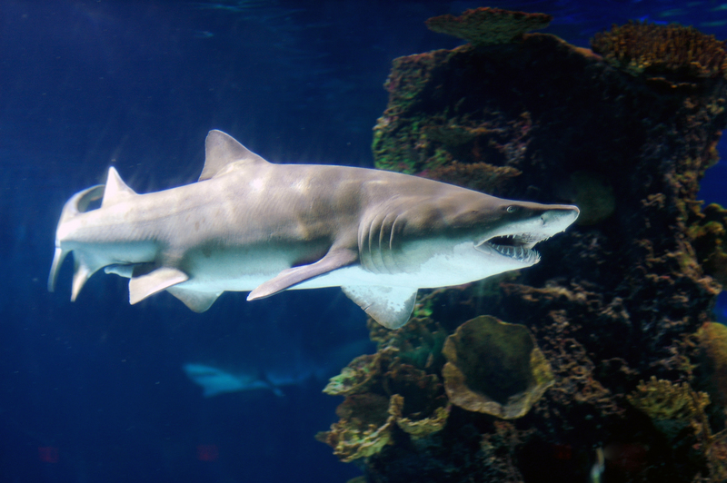 sand tiger shark, grey nurse shark (Carcharias taurus); DISPLAY FULL IMAGE.