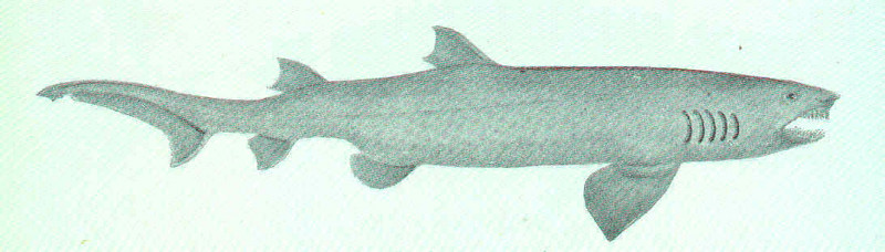 sand tiger shark, grey nurse shark (Carcharias taurus); DISPLAY FULL IMAGE.