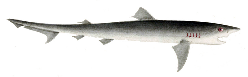 sand tiger shark, grey nurse shark (Carcharias taurus); DISPLAY FULL IMAGE.