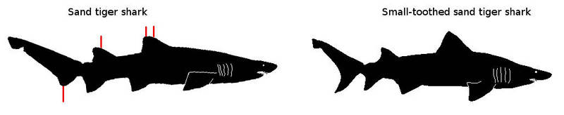 sand tiger shark (Carcharias taurus), smalltooth sand tiger (Odontaspis ferox); DISPLAY FULL IMAGE.