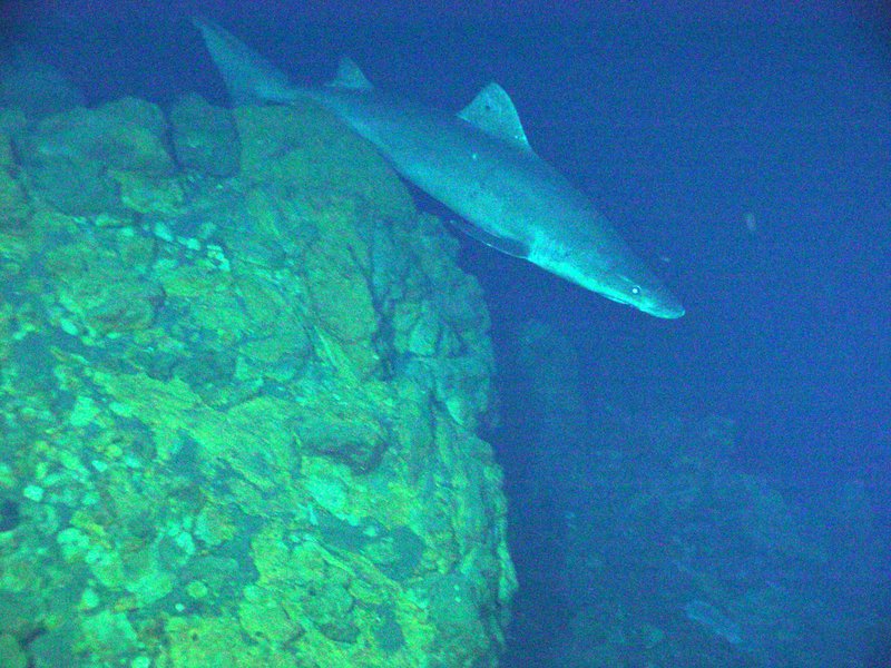 smalltooth sand tiger, bumpytail ragged-tooth (Odontaspis ferox); DISPLAY FULL IMAGE.