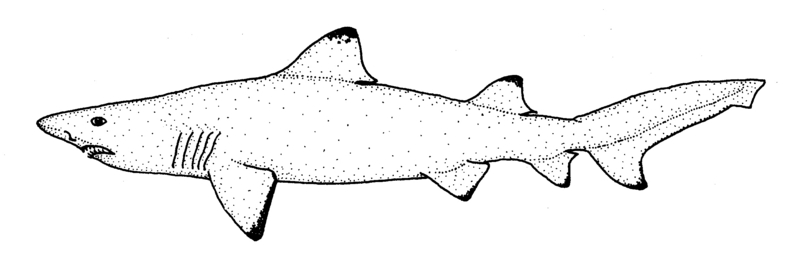 smalltooth sand tiger, bumpytail ragged-tooth (Odontaspis ferox); DISPLAY FULL IMAGE.