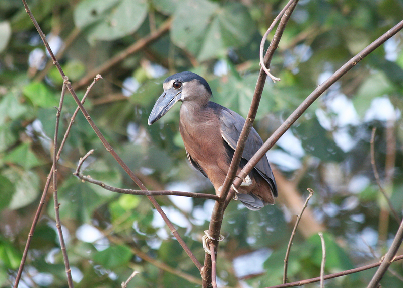 boat-billed heron, boatbill (Cochlearius cochlearius); DISPLAY FULL IMAGE.