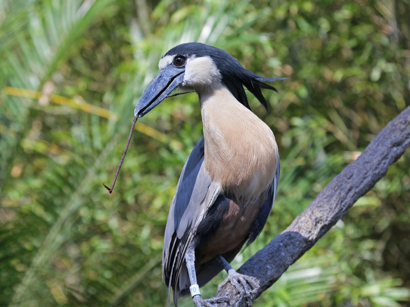 boat-billed heron, boatbill (Cochlearius cochlearius); DISPLAY FULL IMAGE.