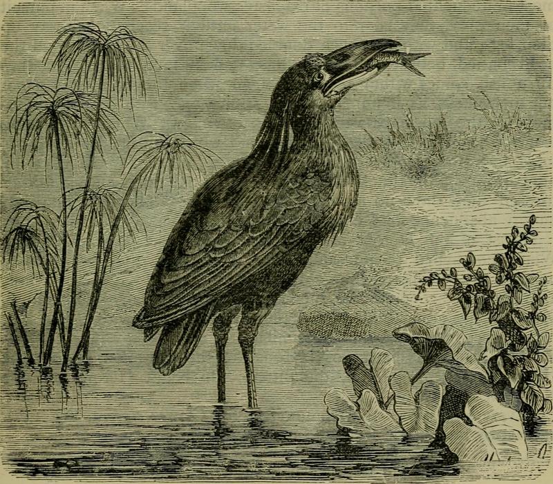 boat-billed heron, boatbill (Cochlearius cochlearius); DISPLAY FULL IMAGE.