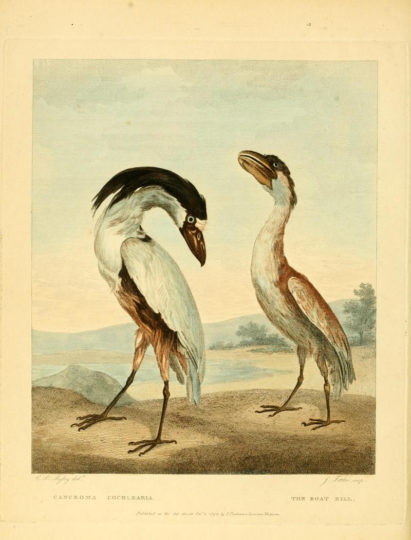 boat-billed heron, boatbill (Cochlearius cochlearius); DISPLAY FULL IMAGE.