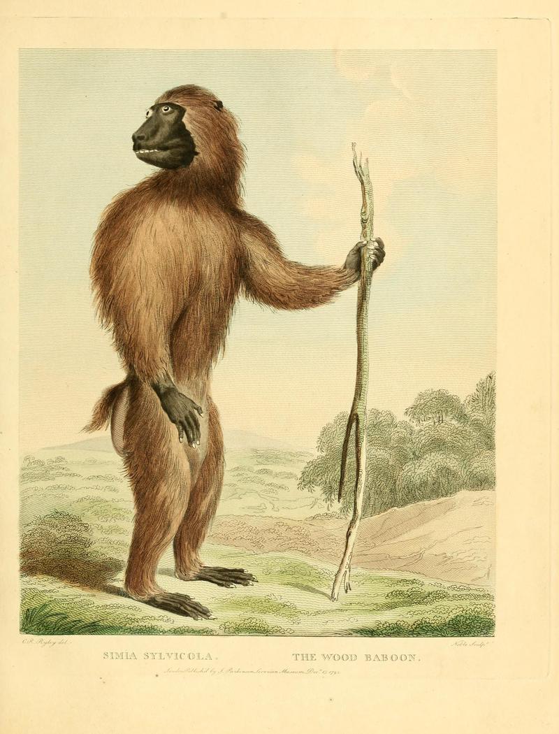 drill (Mandrillus leucophaeus); DISPLAY FULL IMAGE.