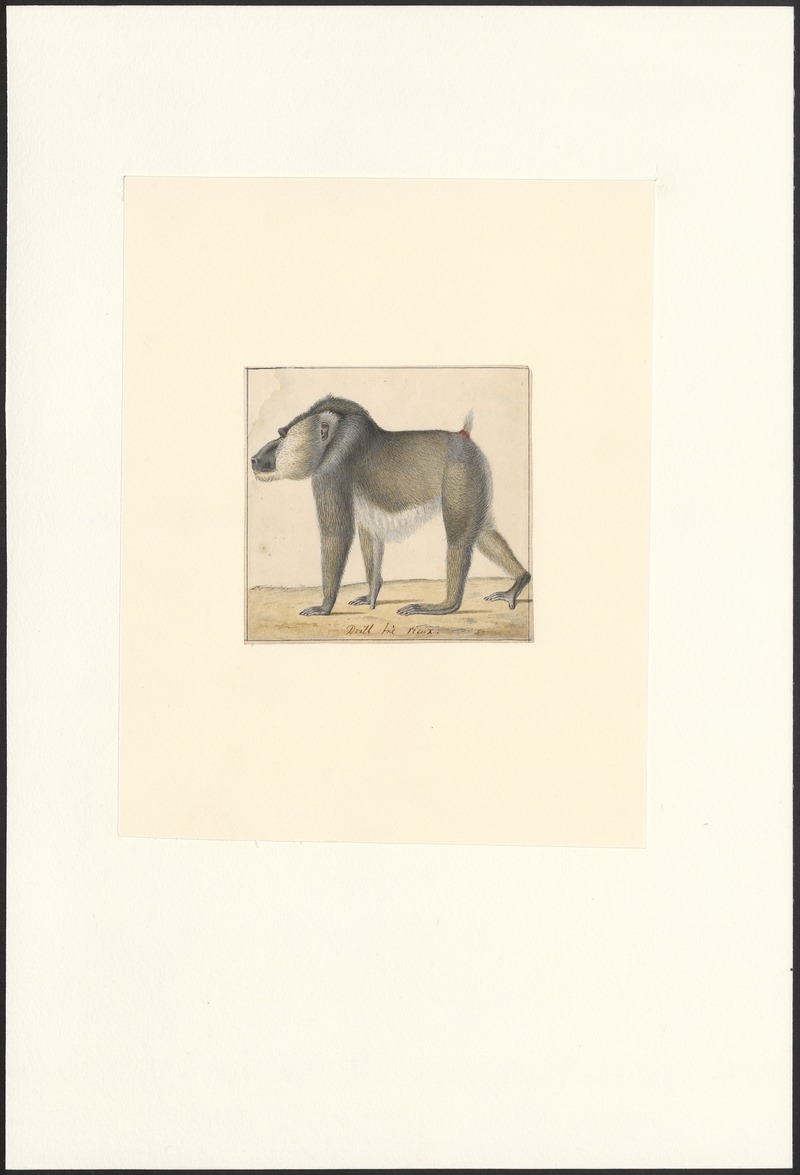 drill (Mandrillus leucophaeus); DISPLAY FULL IMAGE.