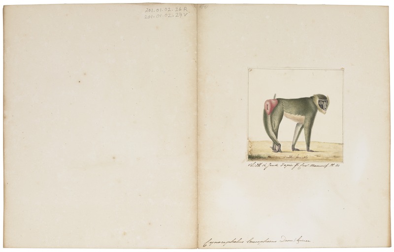 drill (Mandrillus leucophaeus); DISPLAY FULL IMAGE.