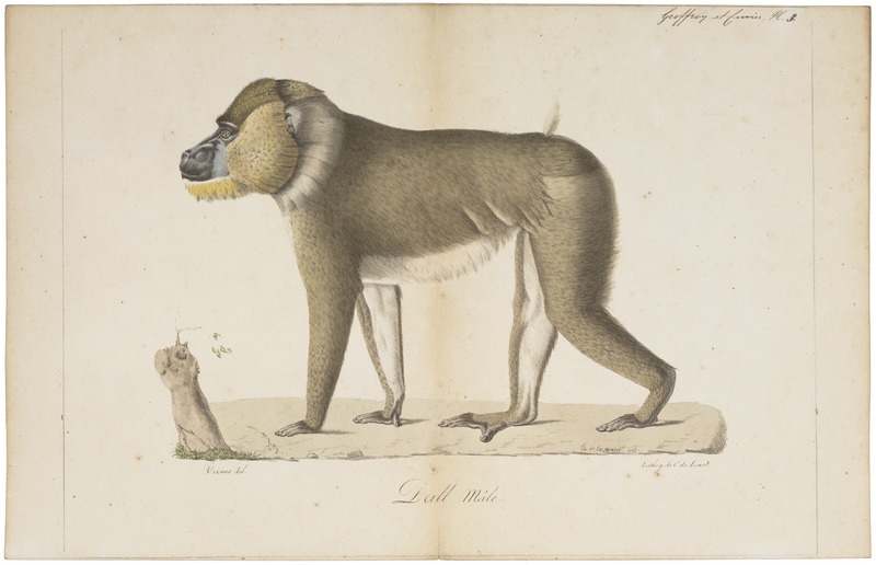 drill (Mandrillus leucophaeus); DISPLAY FULL IMAGE.