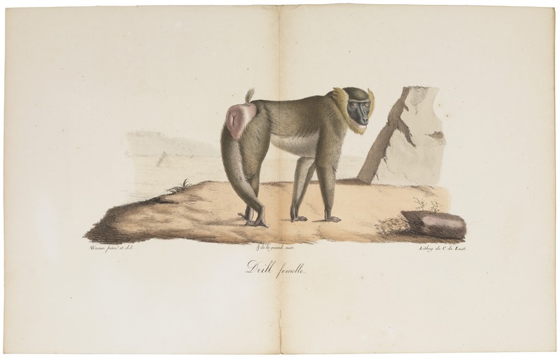 drill (Mandrillus leucophaeus); DISPLAY FULL IMAGE.