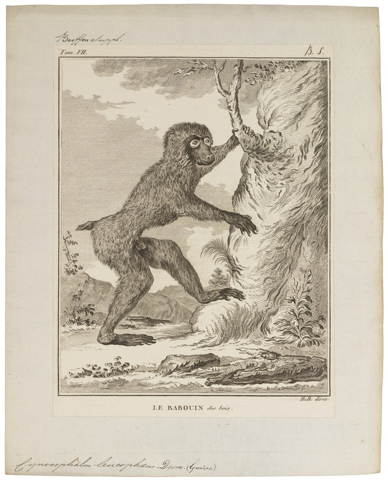drill (Mandrillus leucophaeus); DISPLAY FULL IMAGE.