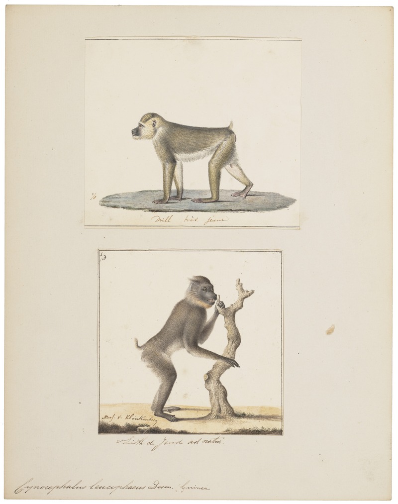 drill (Mandrillus leucophaeus); DISPLAY FULL IMAGE.