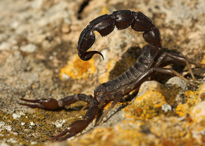 Arabian fat-tailed scorpion (Androctonus crassicauda); DISPLAY FULL IMAGE.