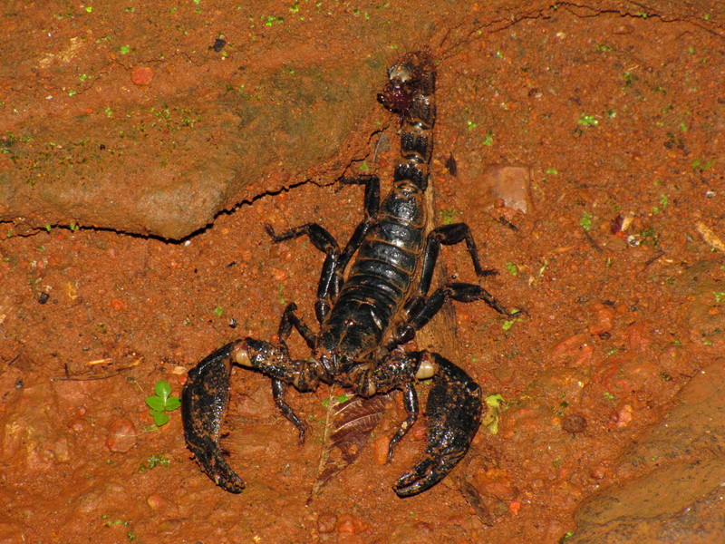 Arabian fat-tailed scorpion (Androctonus crassicauda); DISPLAY FULL IMAGE.
