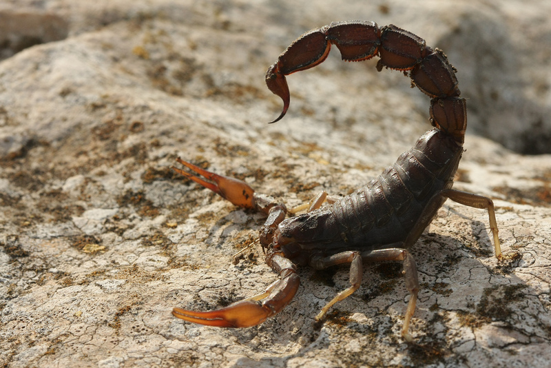 Arabian fat-tailed scorpion (Androctonus crassicauda); DISPLAY FULL IMAGE.