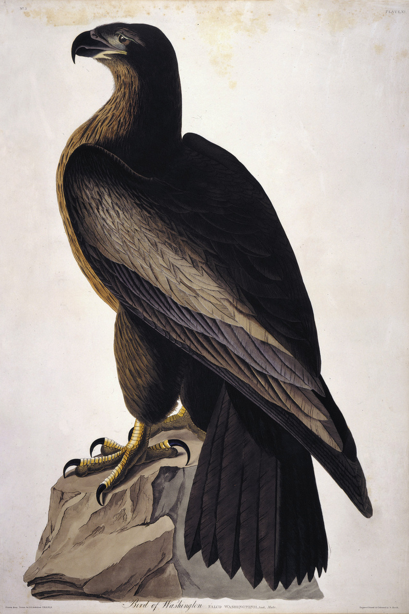 bald eagle (Haliaeetus leucocephalus); DISPLAY FULL IMAGE.