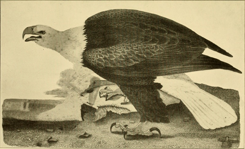 bald eagle (Haliaeetus leucocephalus); DISPLAY FULL IMAGE.