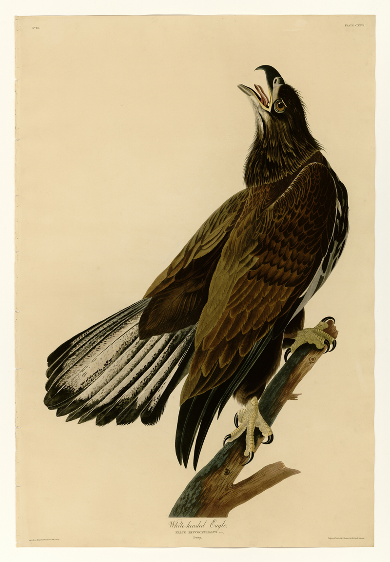 bald eagle (Haliaeetus leucocephalus); DISPLAY FULL IMAGE.