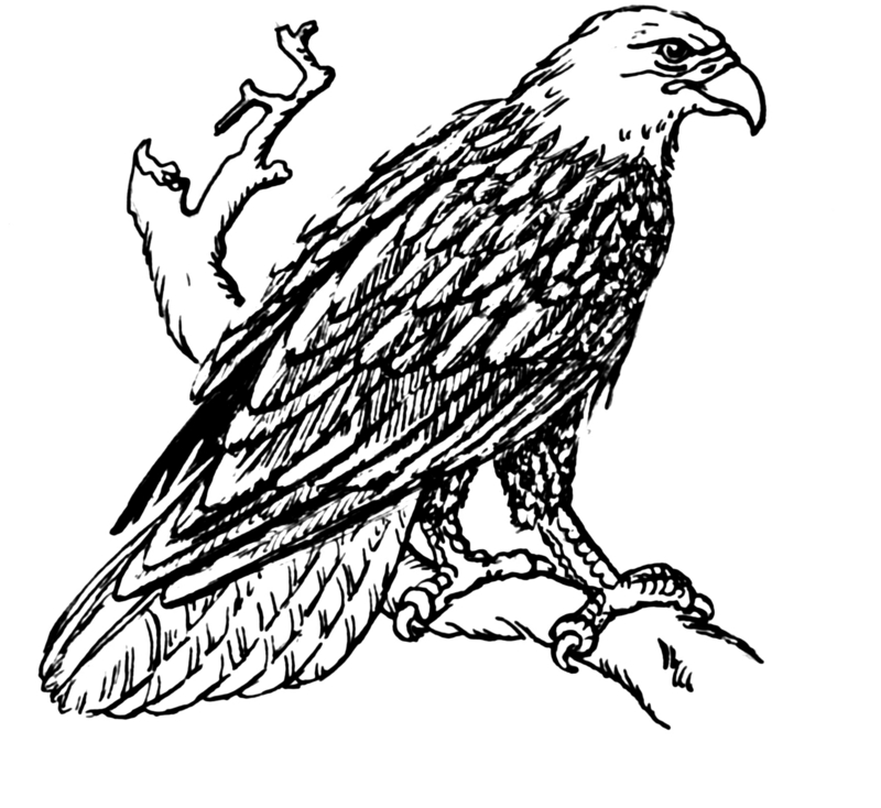 bald eagle (Haliaeetus leucocephalus); DISPLAY FULL IMAGE.