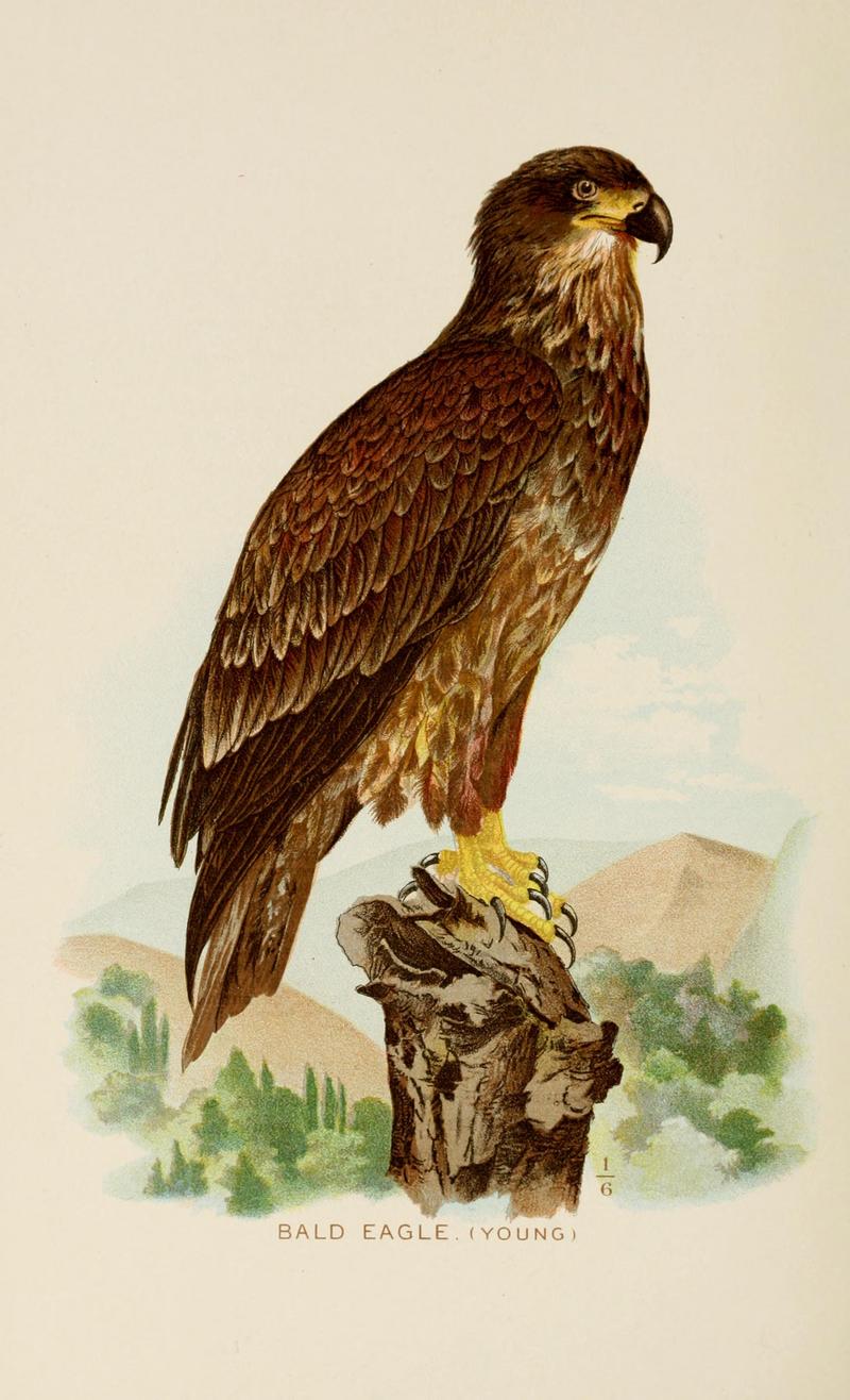 bald eagle (Haliaeetus leucocephalus); DISPLAY FULL IMAGE.