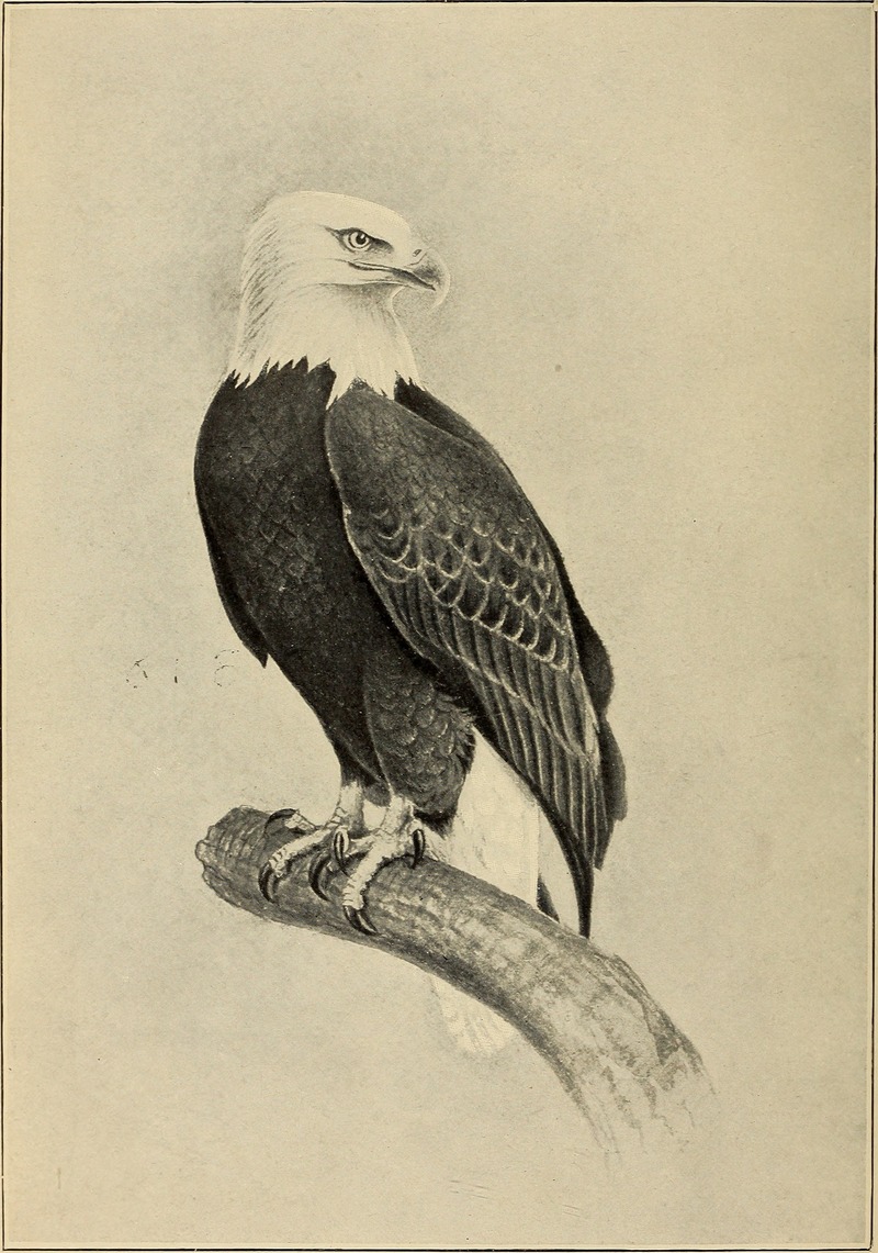 bald eagle (Haliaeetus leucocephalus); DISPLAY FULL IMAGE.