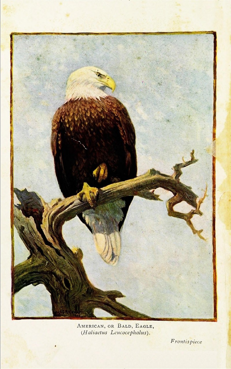 bald eagle (Haliaeetus leucocephalus); DISPLAY FULL IMAGE.