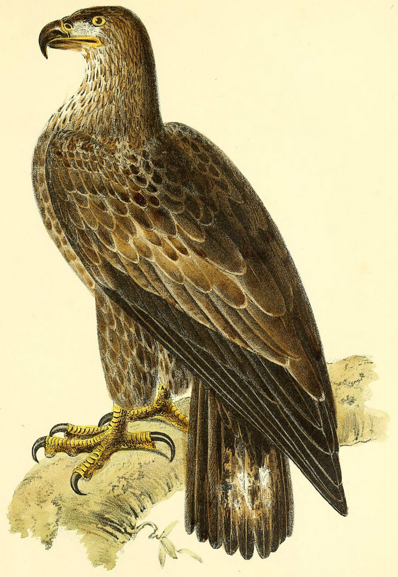 bald eagle (Haliaeetus leucocephalus); DISPLAY FULL IMAGE.
