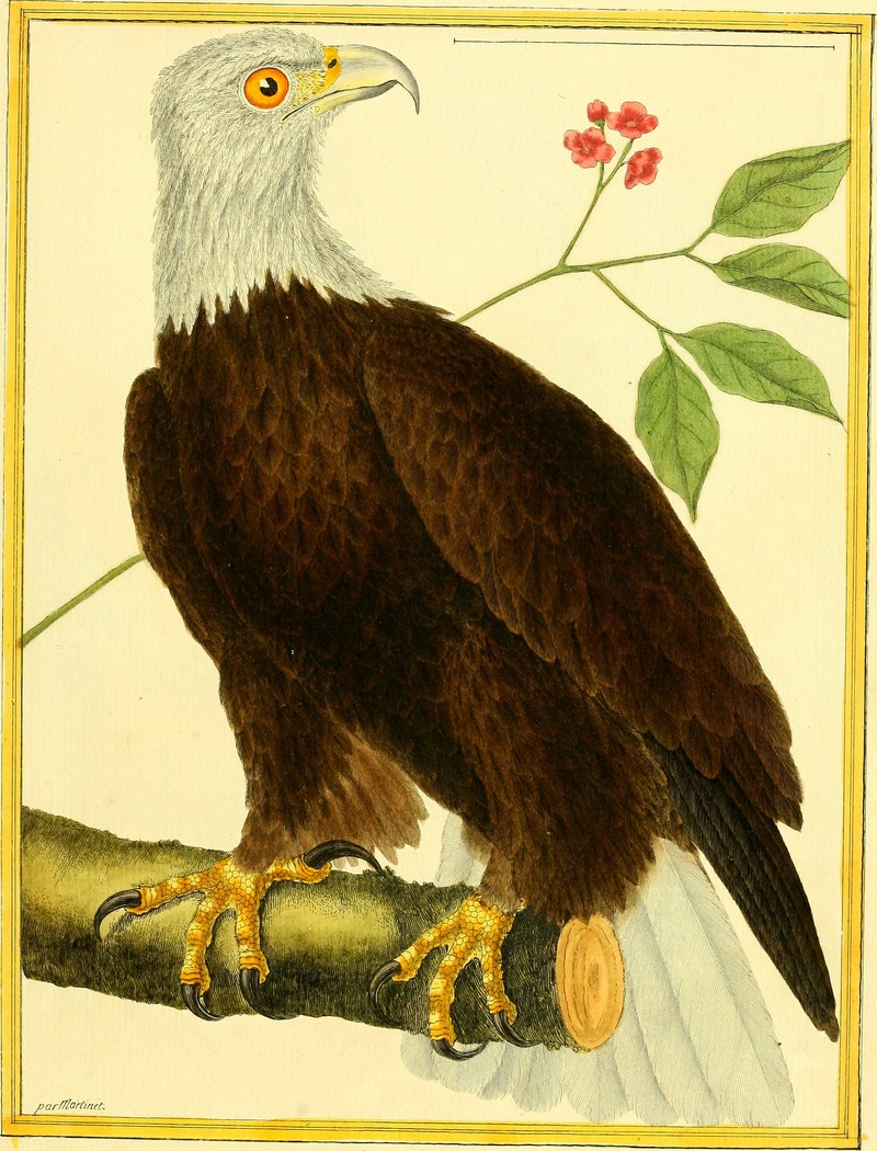 bald eagle (Haliaeetus leucocephalus); DISPLAY FULL IMAGE.