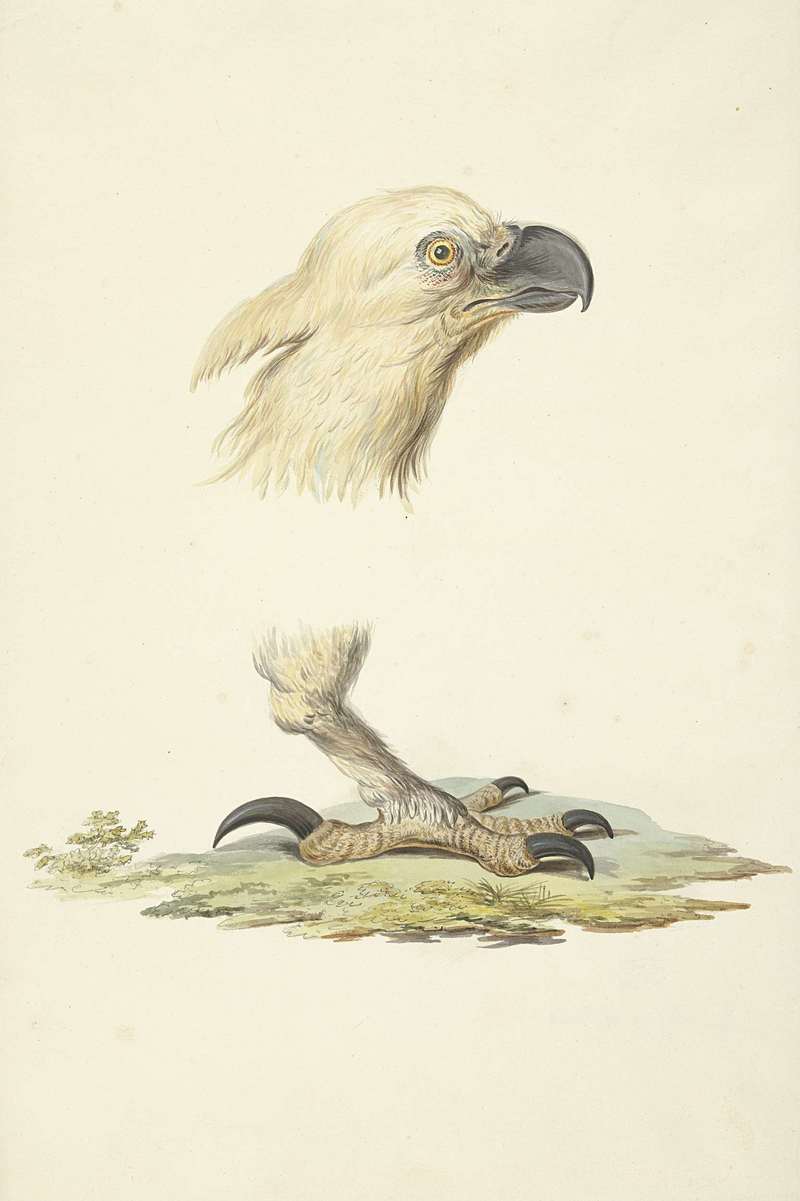 bald eagle (Haliaeetus leucocephalus); DISPLAY FULL IMAGE.