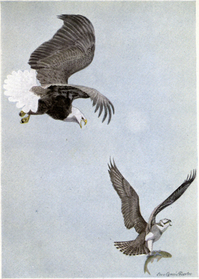 bald eagle (Haliaeetus leucocephalus), Osprey (Pandion haliaetus); DISPLAY FULL IMAGE.