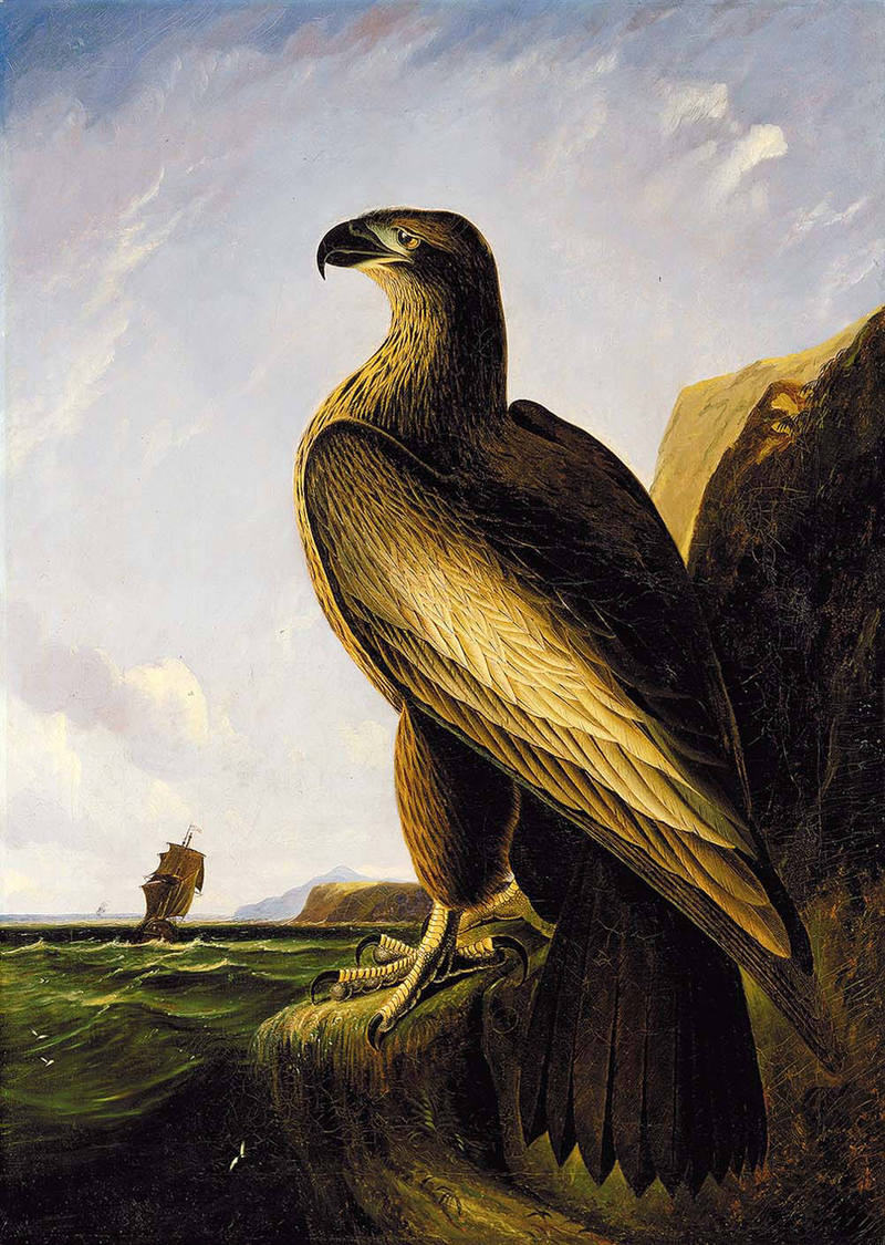 bald eagle (Haliaeetus leucocephalus); DISPLAY FULL IMAGE.