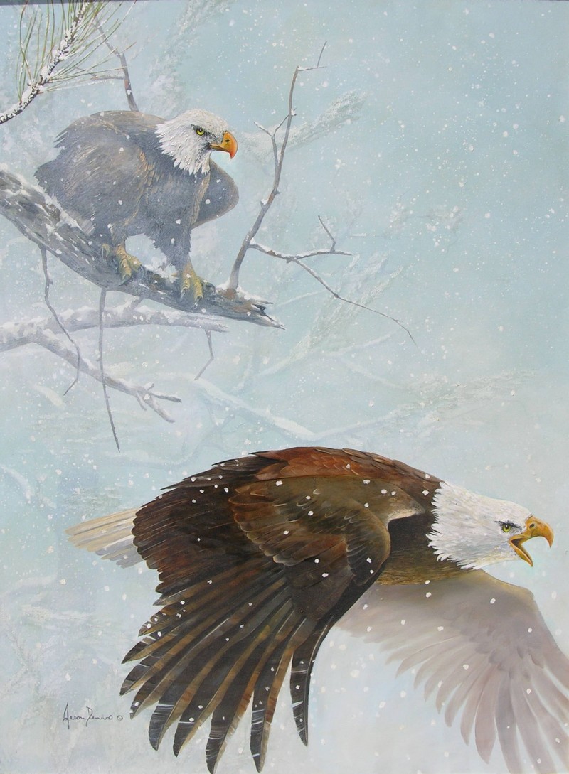 bald eagle (Haliaeetus leucocephalus); DISPLAY FULL IMAGE.