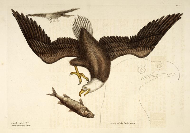 bald eagle (Haliaeetus leucocephalus); DISPLAY FULL IMAGE.