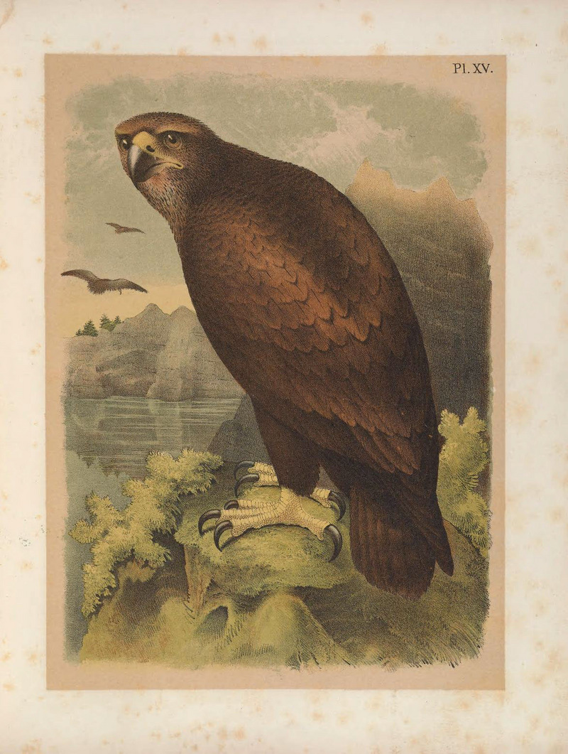 bald eagle (Haliaeetus leucocephalus); DISPLAY FULL IMAGE.