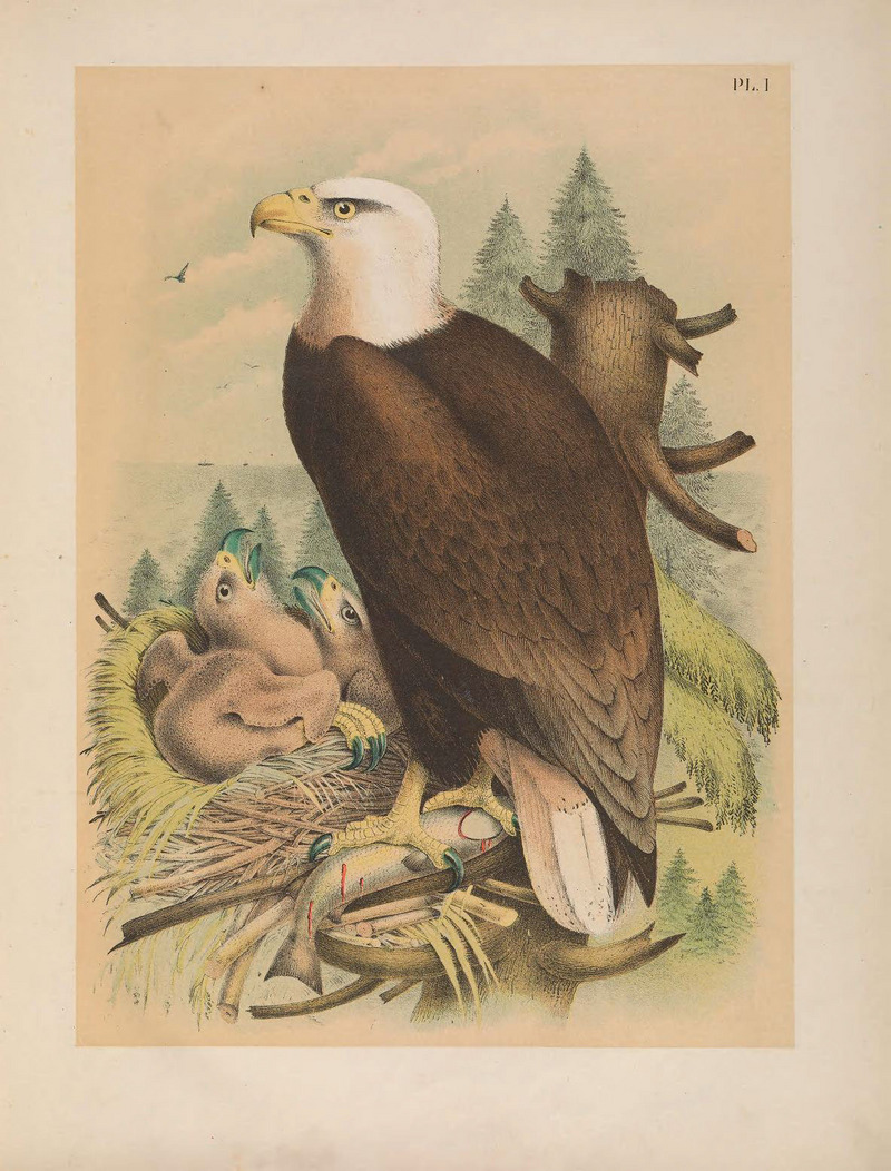 bald eagle (Haliaeetus leucocephalus); DISPLAY FULL IMAGE.