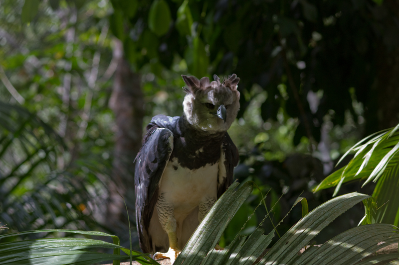 harpy eagle, royal-hawk (Harpia harpyja); DISPLAY FULL IMAGE.